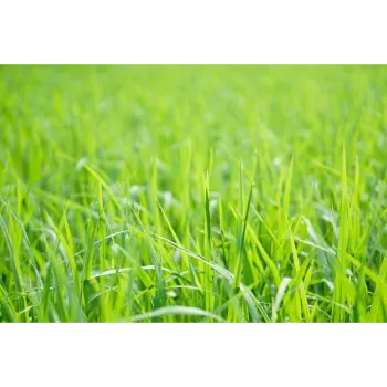 Lawn Grass